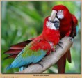 /album/arara/arara-6-jpg/